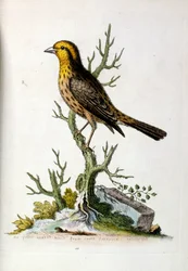 Watercolour illustration from a book of rare birds by G Edwards 1750