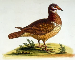 Watercolour Illustration from a Book of Rare Birds by G Edwards