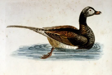 Watercolour Illustration from a Book of Rare Birds by G Edwards