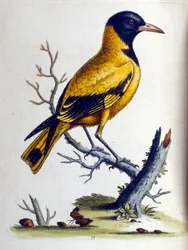 Watercolour Illustration from a Book of Rare Birds by G Edwards
