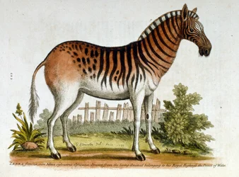 Watercolour illustration of Zebra, from a book of rare birds by G Edwards 1750