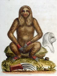 Watercolour illustration of a three-toed Sloth by G Edwards 1758