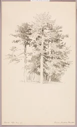 Pines, Public Garden