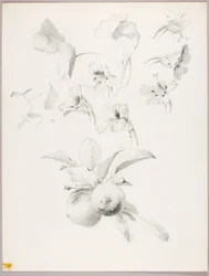 Untitled (Botanical Study)
