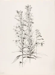 Untitled (Cardinal Flower, Lobelia Cardinalis)