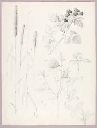 Untitled (Cattails, Clover, and Blackberries)