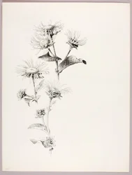 Untitled (Daisies)