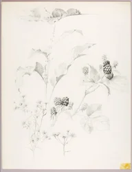 Untitled (Daisies and Blackberries)