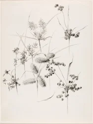 Untitled (Sedge Grasses)