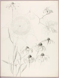 Untitled (Spiderweb and Daisies)