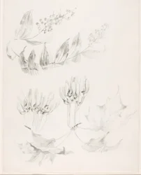 Untitled (Sugar Maple and False Solomon