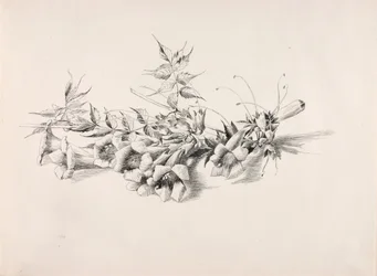 Untitled (Trumpet Vine, Campsis Radicans)
