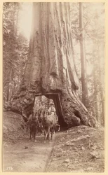 Wawona, Stage in the Tree, Mariposa Grove