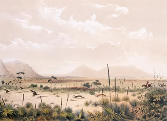 Kangaroo Hunt