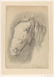 Head of a Horse