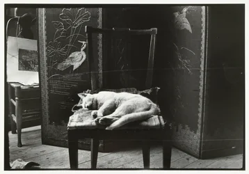 Cat on a chair in Breitner