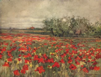 The Poppy Field