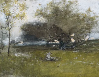 Old Apple Trees