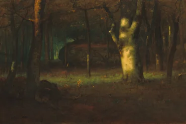 Sunset in the Woods