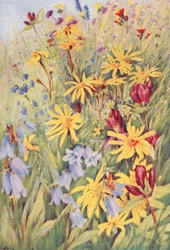 Arnica, the Brown Gentian (G purpurea), Campanula barbata, and the fiery little Hieracium aurantiacum, painted from life in the fields towards the middle of July