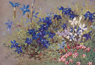 Genitana Verna, the Type-Plant, and Some of Its Forms