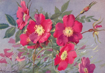 Rosa Alpina, the Thornless Alpine Eglantine