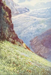The Paradise Lily (Paradisia Liliastrum) near the Glacier de Trient about the middle of June