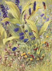 Young Plants of Veratrum Album, Together with Salvia Pratensis, Phyteuma Betonicaefolium, P Orbiculare, the White and the Yellow Euphrasia, and the Yellow Clover, Drawn on the Spot at the Beginning of July