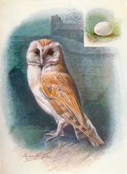 Barn-Owl - Strix flammea