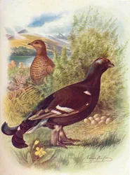 Blackcock or Black Grouse - Tetrao tetrix, c. 1910, 1910