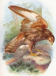 Common Buzzard - Buteo vulgaris