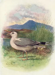 Common Gull - Larus canus, c1910