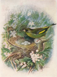 Greenfinch - Ligurinus chloris