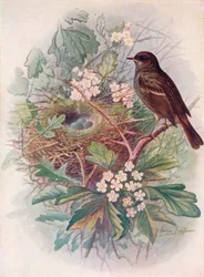 Hedgesparrow - Accentor modularis, c1910
