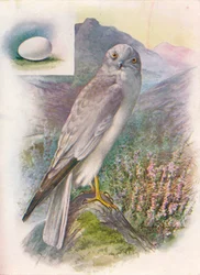 Hen-Harrier - Circus cyaneus, 1910