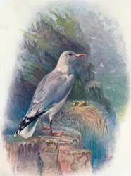 Herring Gull - Larus argentatus, c1910
