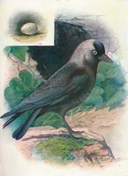 Jackdaw - Corvus monedula