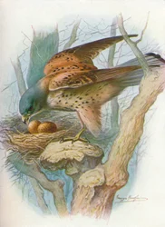 Kestrel - Falco Tinnunculus