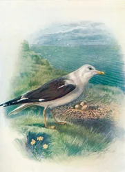 Lesser Black-Backed Gull - Larus fuscus, c. 1910, 1910