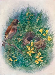 Linnet - Linota cannabina