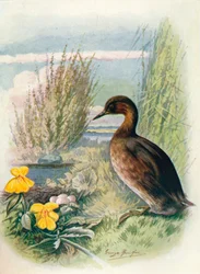 Little Grebe or Dabchick - Podicipes fluviatilis, c1910, 1910