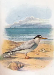 Little Tern