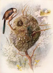 Long-Tailed Tit - Acredula caudata, c1910, 1910