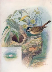 Marsh-Tit - Parus palustris