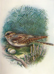Night-Jar or Goat-Sucker - Caprimulgus europaeus, c1910
