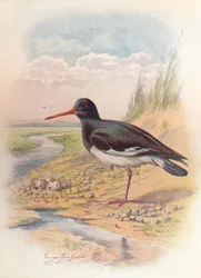 Oyster-Catcher - Haematopus ostralegus