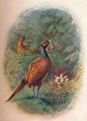 Pheasant - Phasianus Colchicus