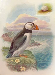 Puffin - Fratercula arctica, c1910