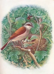 Red-Backed Shrike - Lanius collurio