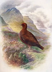 Red Grouse - Lagopus scoticus, c. 1910, 1910
